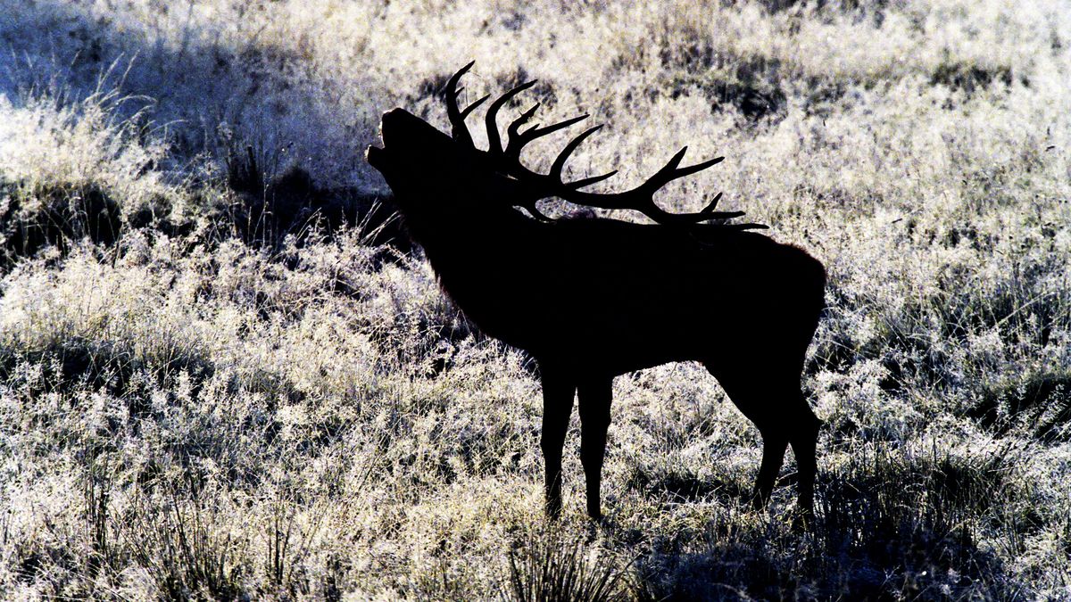 Muž na Tachovsku upytlačil dvanácteráka